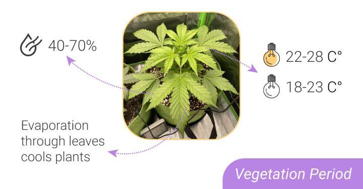 HUMIDITY LEVELS AND TEMPERATURES: FROM SEEDLING TO HARVEST HUMIDITY LEVELS AND TEMPERATURES: FROM SEEDLING TO HARVEST