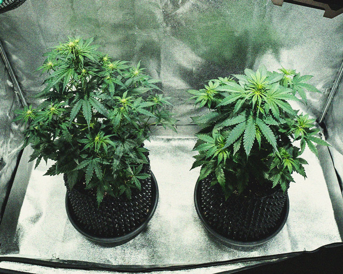 Do-Si-Dos Automatic Grow Report
