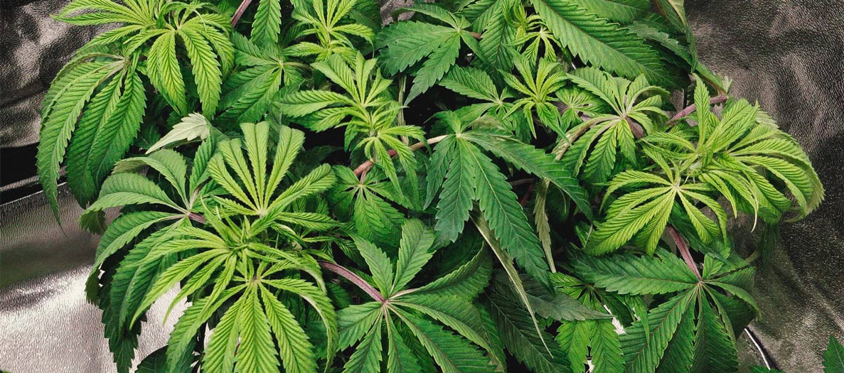 Het herkennen en behandelen van veel voorkomende Cannabiskwalen Het herkennen en behandelen van veel voorkomende Cannabiskwalen