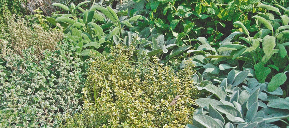 De voordelen van het kweken van munt bij je wietplanten De voordelen van het kweken van munt bij je wietplanten