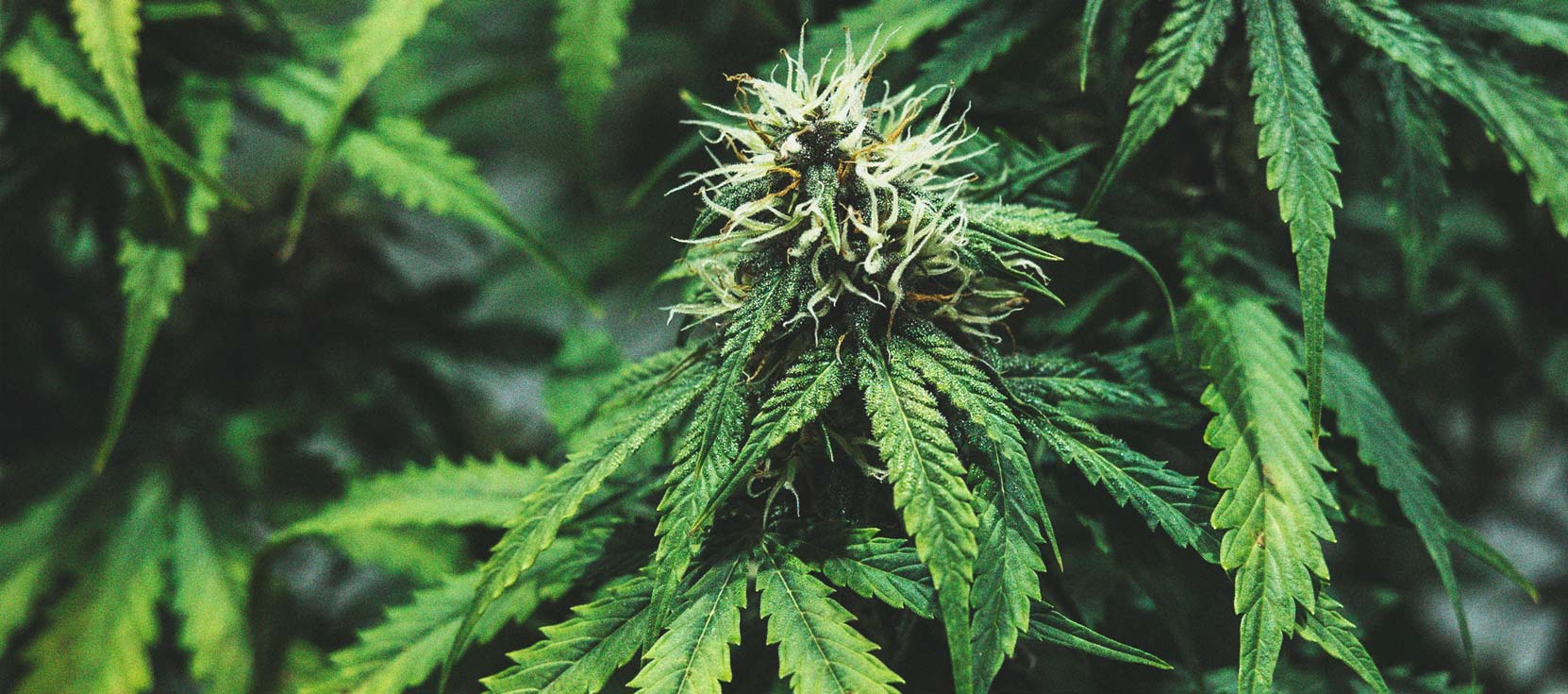 De Cannabiskweek-tijdlijn De Cannabiskweek-tijdlijn
