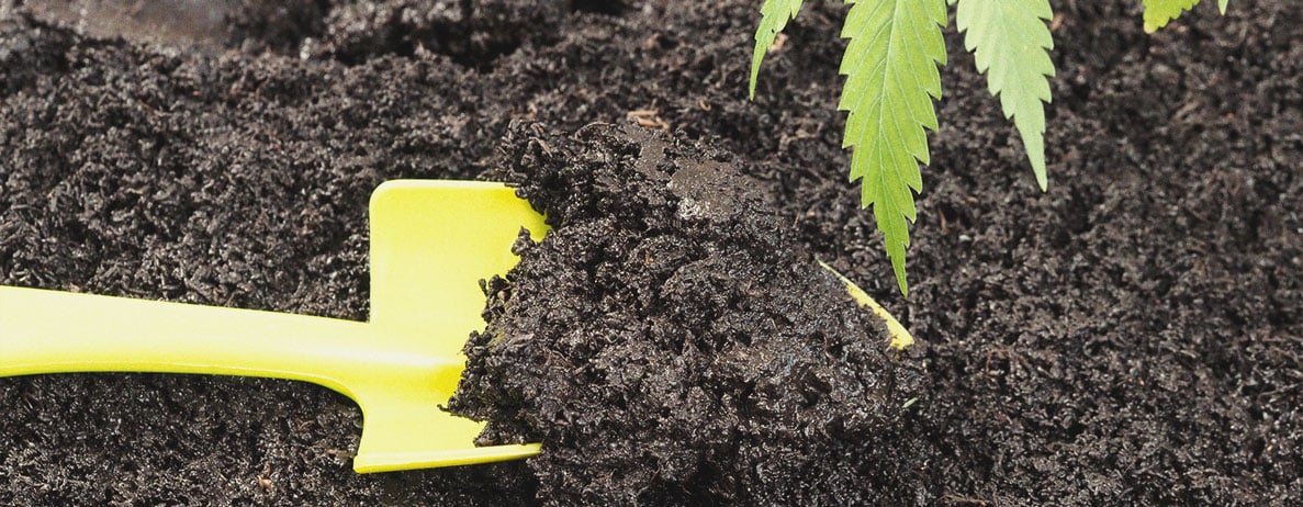 Waarom zeewier superfood voor wietplanten is Waarom zeewier superfood voor wietplanten is