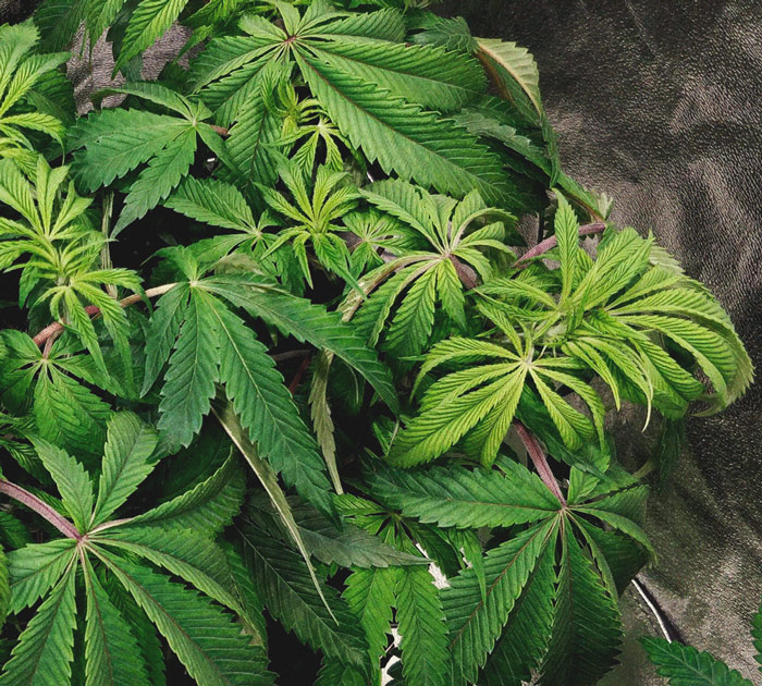 Het herkennen en behandelen van veel voorkomende Cannabiskwalen Het herkennen en behandelen van veel voorkomende Cannabiskwalen