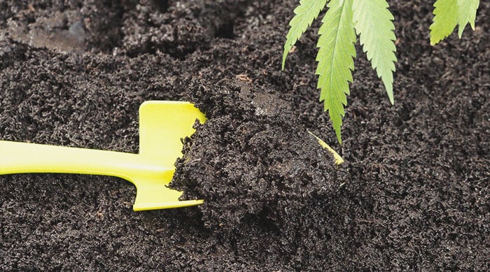 Waarom zeewier superfood voor wietplanten is Waarom zeewier superfood voor wietplanten is