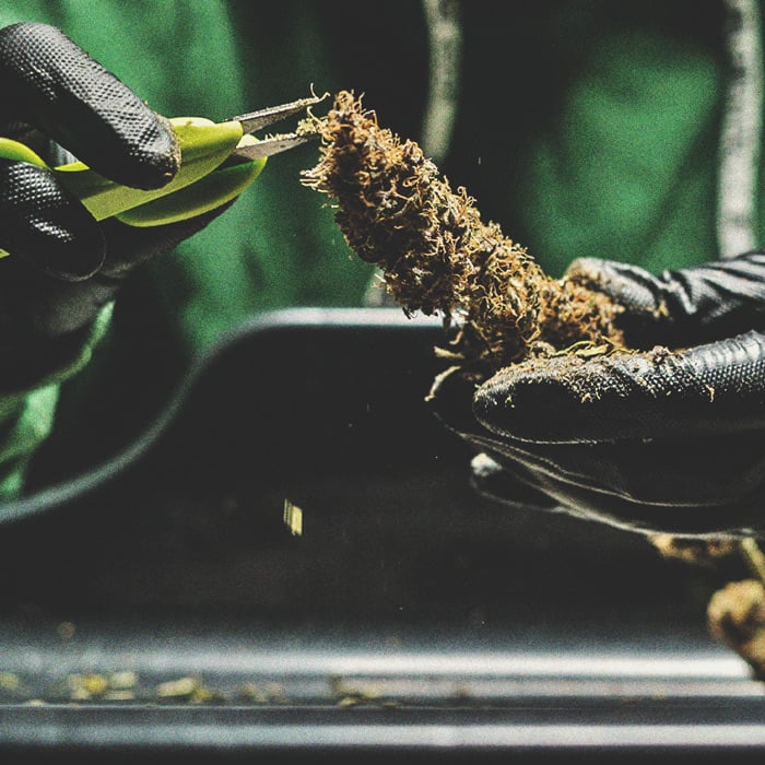 De Cannabiskweek-tijdlijn De Cannabiskweek-tijdlijn