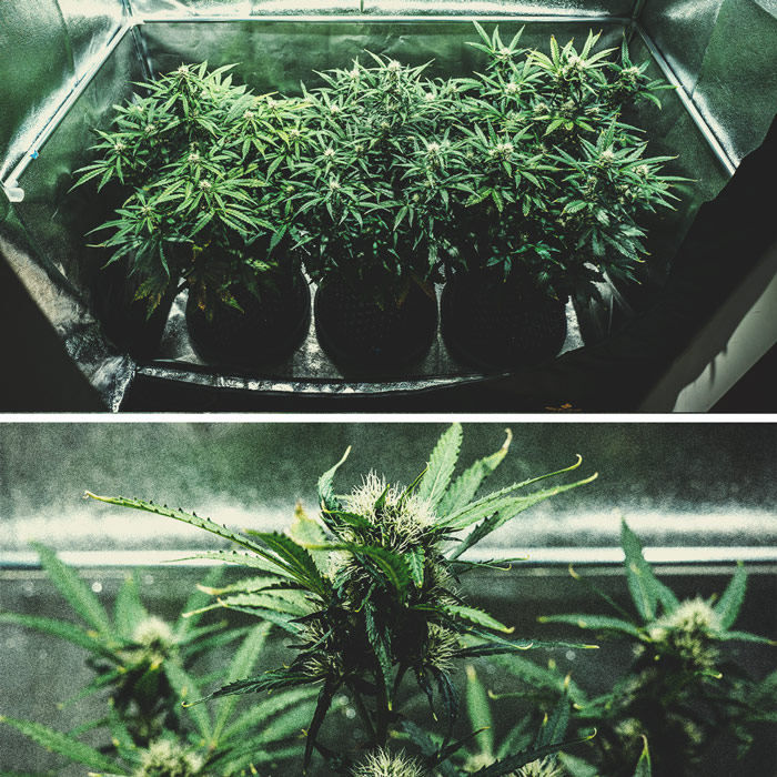 Kweekverslag Purple Punch Automatic Kweekverslag Purple Punch Automatic