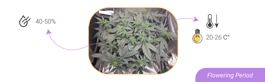 HUMIDITY LEVELS AND TEMPERATURES: FROM SEEDLING TO HARVEST HUMIDITY LEVELS AND TEMPERATURES: FROM SEEDLING TO HARVEST