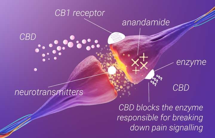 Wiet voor rugpijn: CBD