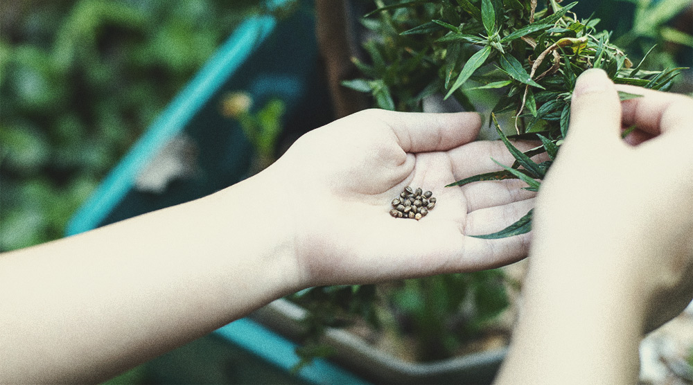 De Beste Manieren Om Mannelijke Cannabisplanten Te Gebruiken