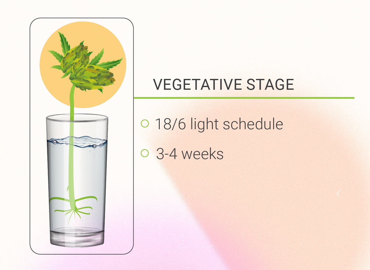 Monster Cropping Cannabis: Step-By-Step Guide