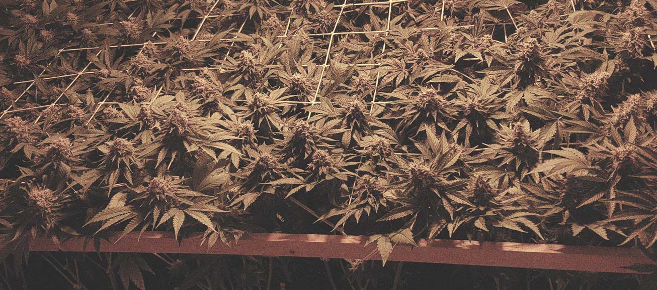 De Ontwikkeling Van Popcorn Toppen Op Je Cannabisplanten Voorkomen De Ontwikkeling Van Popcorn Toppen Op Je Cannabisplanten Voorkomen