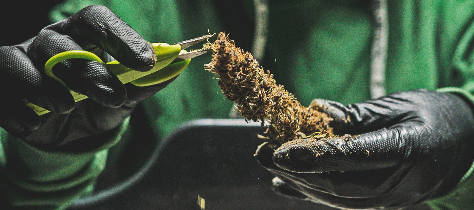 De Cannabiskweek-tijdlijn De Cannabiskweek-tijdlijn