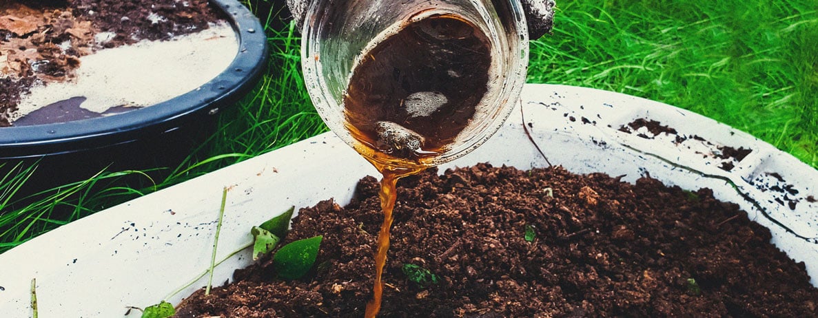 Waarom zeewier superfood voor wietplanten is Waarom zeewier superfood voor wietplanten is