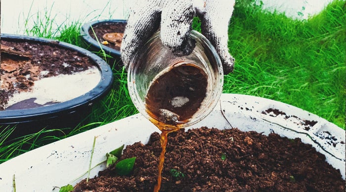 Waarom zeewier superfood voor wietplanten is Waarom zeewier superfood voor wietplanten is