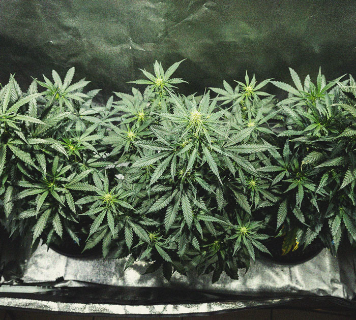 Cookies Gelato Automatic Grow Report Cookies Gelato Automatic Grow Report