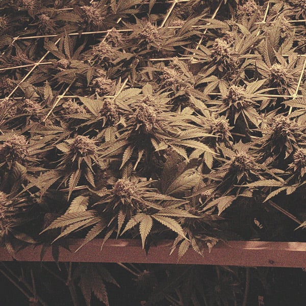 De Ontwikkeling Van Popcorn Toppen Op Je Cannabisplanten Voorkomen De Ontwikkeling Van Popcorn Toppen Op Je Cannabisplanten Voorkomen