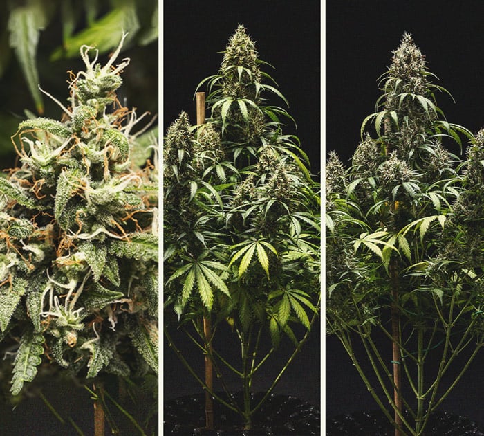Cookies Gelato Automatic Grow Report Cookies Gelato Automatic Grow Report