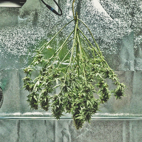 De Cannabiskweek-tijdlijn De Cannabiskweek-tijdlijn