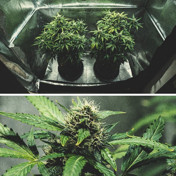 Kweekverslag Purple Punch Automatic Kweekverslag Purple Punch Automatic