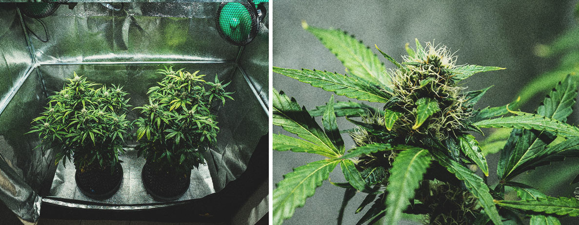 Kweekverslag Purple Punch Automatic Kweekverslag Purple Punch Automatic
