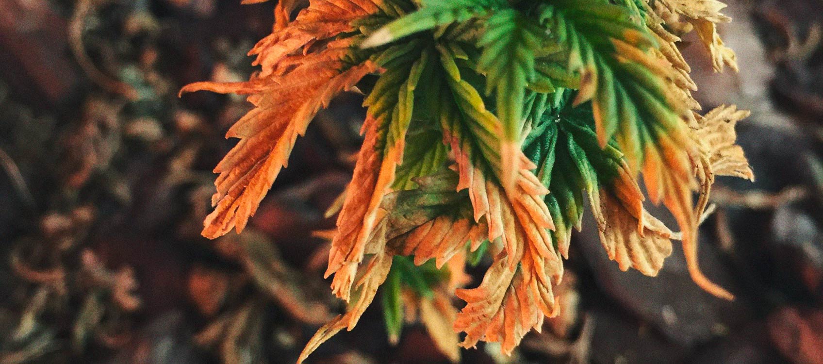 Het herkennen en behandelen van veel voorkomende Cannabiskwalen Het herkennen en behandelen van veel voorkomende Cannabiskwalen