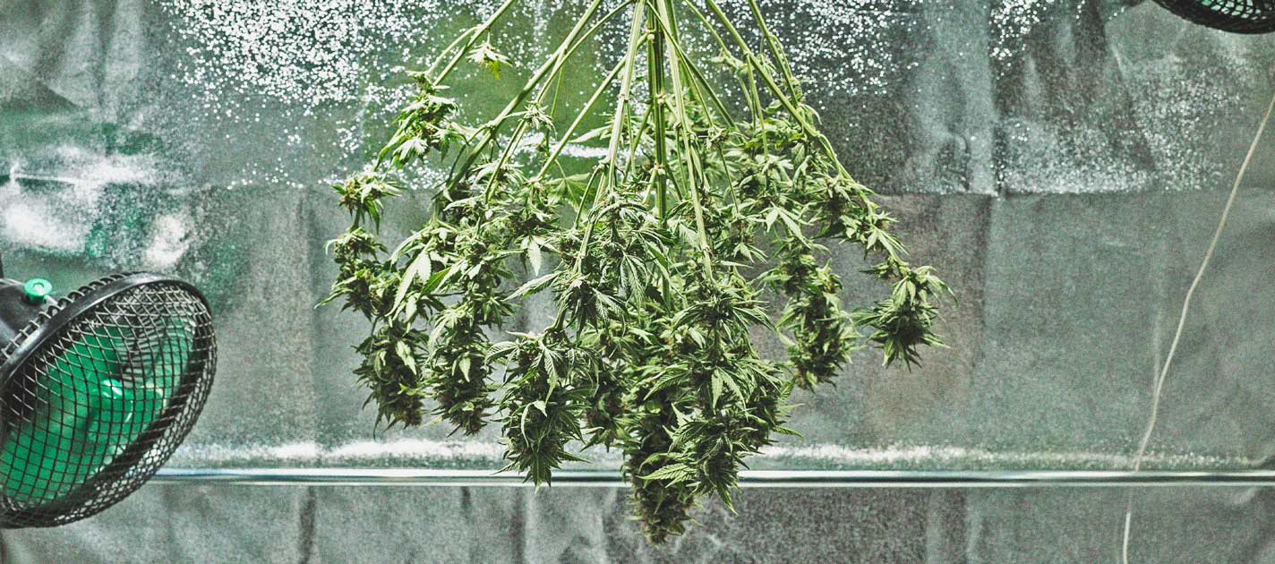 De Cannabiskweek-tijdlijn De Cannabiskweek-tijdlijn