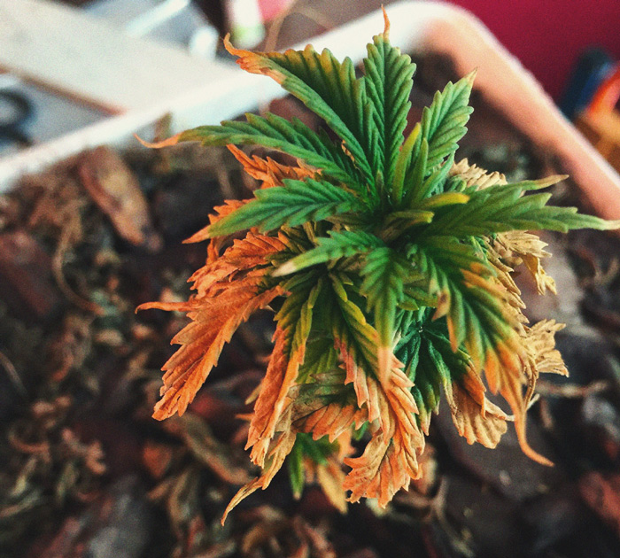 Het herkennen en behandelen van veel voorkomende Cannabiskwalen Het herkennen en behandelen van veel voorkomende Cannabiskwalen