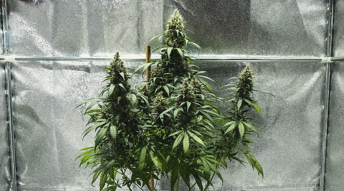Hoe Kweek Je Autoflowers? Per Week Bekeken