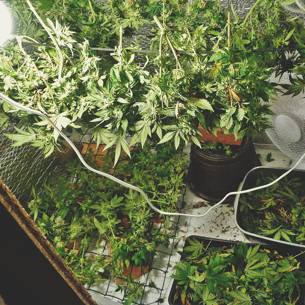 De Cannabiskweek-tijdlijn De Cannabiskweek-tijdlijn