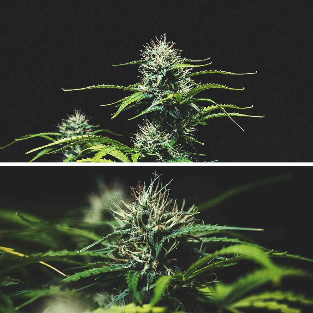 Kweekverslag Purple Punch Automatic Kweekverslag Purple Punch Automatic