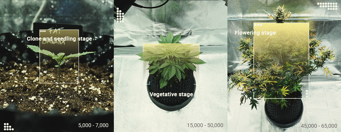 Hoe gebruik je een luxmeter om de oogst van je wietplanten te verbeteren? Hoe gebruik je een luxmeter om de oogst van je wietplanten te verbeteren?