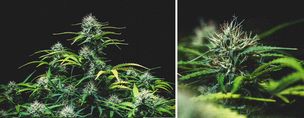 Kweekverslag Purple Punch Automatic Kweekverslag Purple Punch Automatic