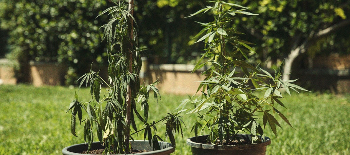 Het herkennen en behandelen van veel voorkomende Cannabiskwalen Het herkennen en behandelen van veel voorkomende Cannabiskwalen