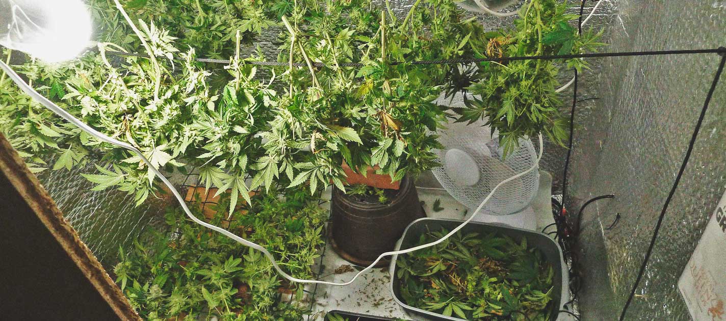 De Cannabiskweek-tijdlijn De Cannabiskweek-tijdlijn
