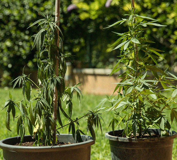 Het herkennen en behandelen van veel voorkomende Cannabiskwalen Het herkennen en behandelen van veel voorkomende Cannabiskwalen