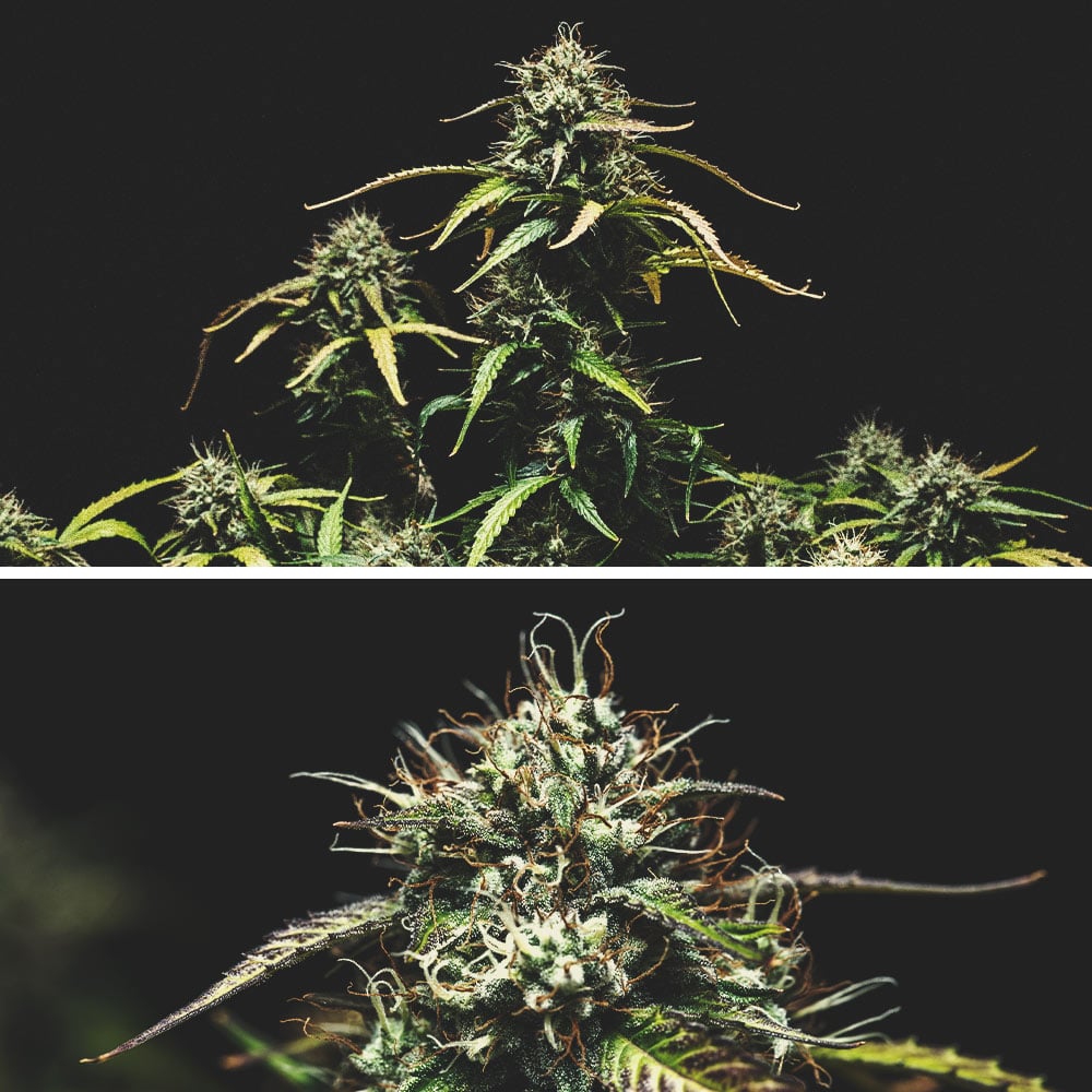 Kweekverslag Purple Punch Automatic Kweekverslag Purple Punch Automatic