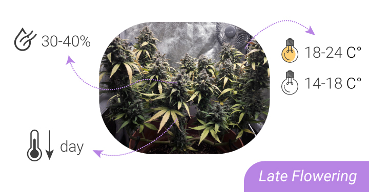 HUMIDITY LEVELS AND TEMPERATURES: FROM SEEDLING TO HARVEST HUMIDITY LEVELS AND TEMPERATURES: FROM SEEDLING TO HARVEST
