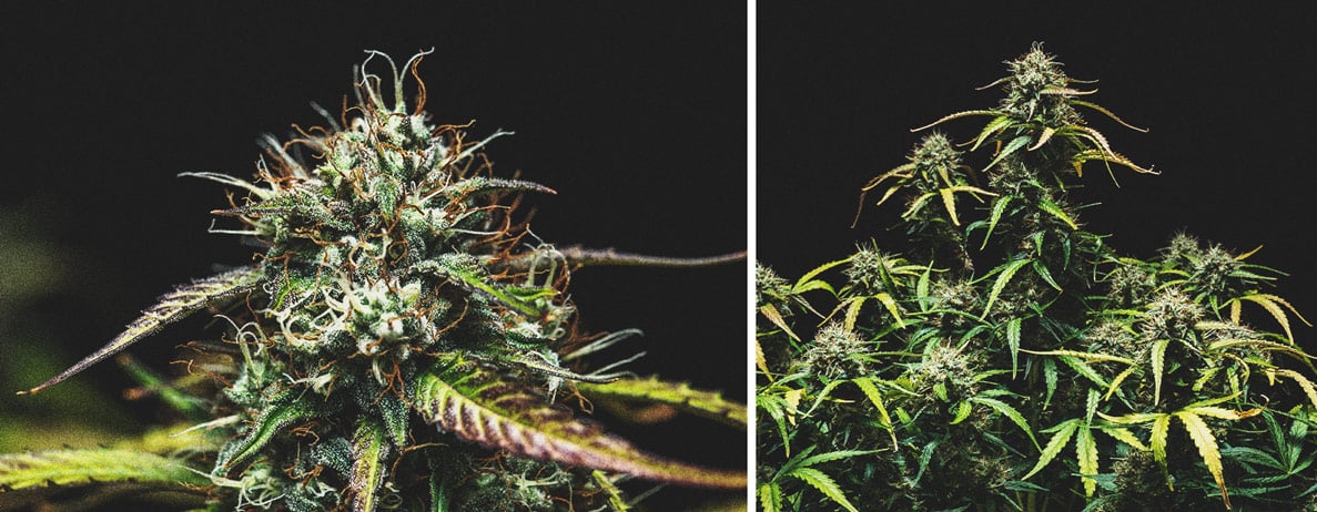 Kweekverslag Purple Punch Automatic Kweekverslag Purple Punch Automatic