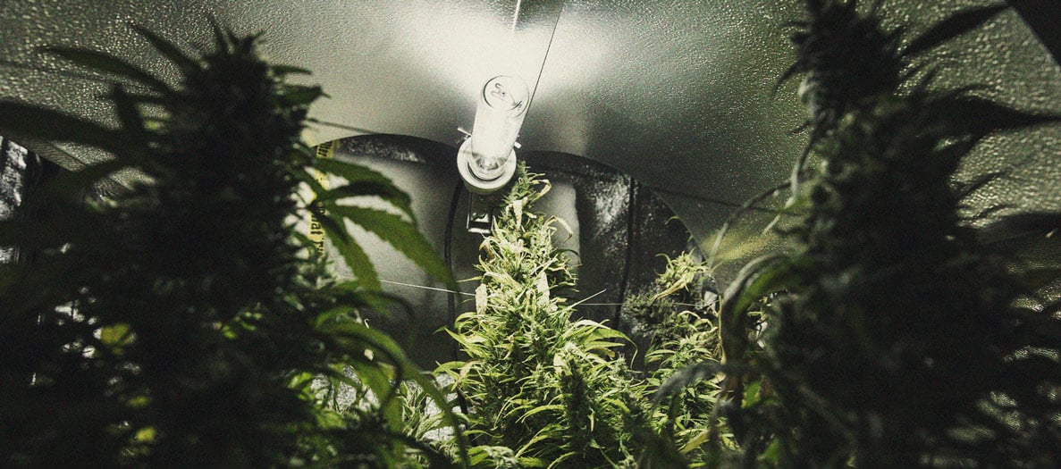 Het herkennen en behandelen van veel voorkomende Cannabiskwalen Het herkennen en behandelen van veel voorkomende Cannabiskwalen