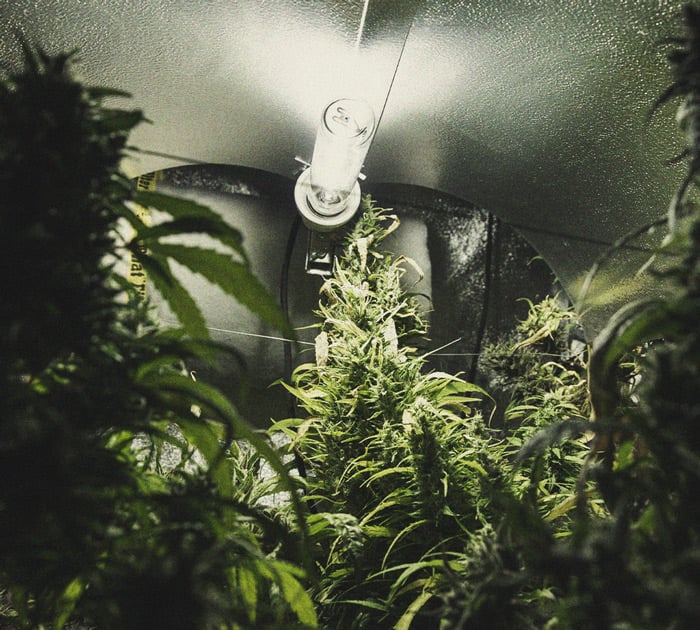 Het herkennen en behandelen van veel voorkomende Cannabiskwalen Het herkennen en behandelen van veel voorkomende Cannabiskwalen