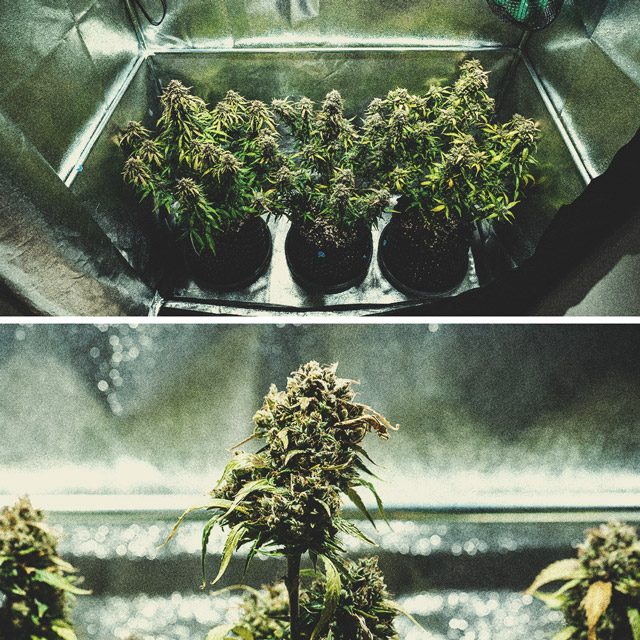 Kweekverslag Purple Punch Automatic Kweekverslag Purple Punch Automatic