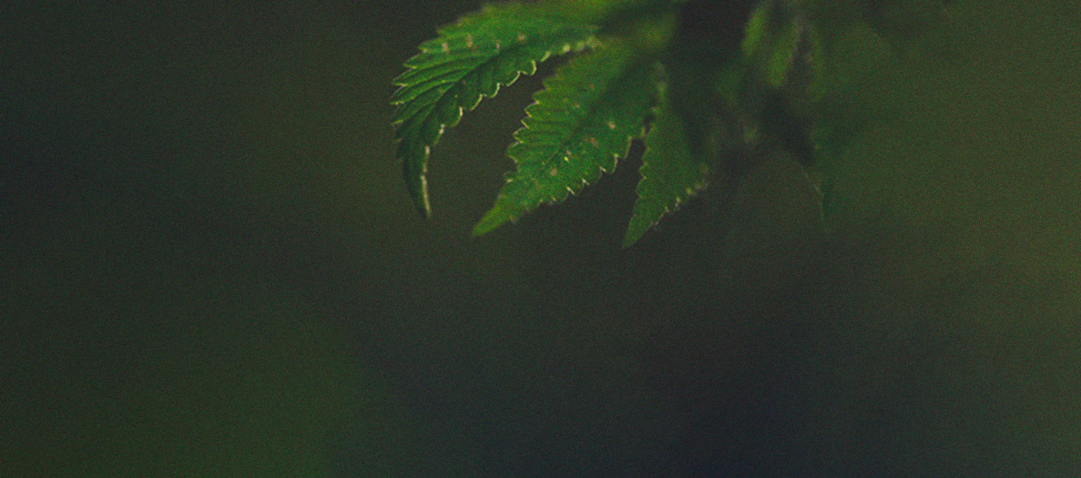 Het herkennen en behandelen van veel voorkomende Cannabiskwalen Het herkennen en behandelen van veel voorkomende Cannabiskwalen