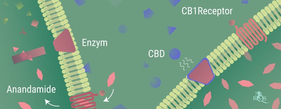 Anandamide wordt afgebroken door de enzymen