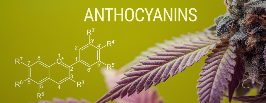 Anthocyanine molecule kleur cannabis
