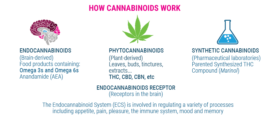 hoe cannabinoïden werk