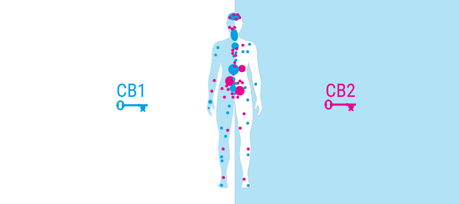 body receptoren cannabinoïdensysteem