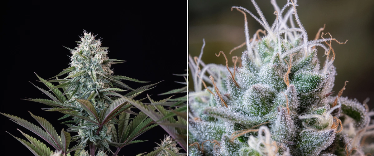 Astro Lemonade F1 topstructuur: frostige trichomen Astro Lemonade F1 cannabistop met dichte harsrijke bloemen, frostige trichomen, witte stampers en paarsgroen blad tegen een donkere achtergrond.