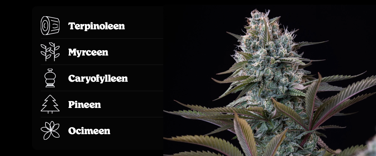 Astro Lemonade F1 cannabistop met terpenenprofiel met terpinoleen, ocimeen, caryofylleen, myrceen en pineen.