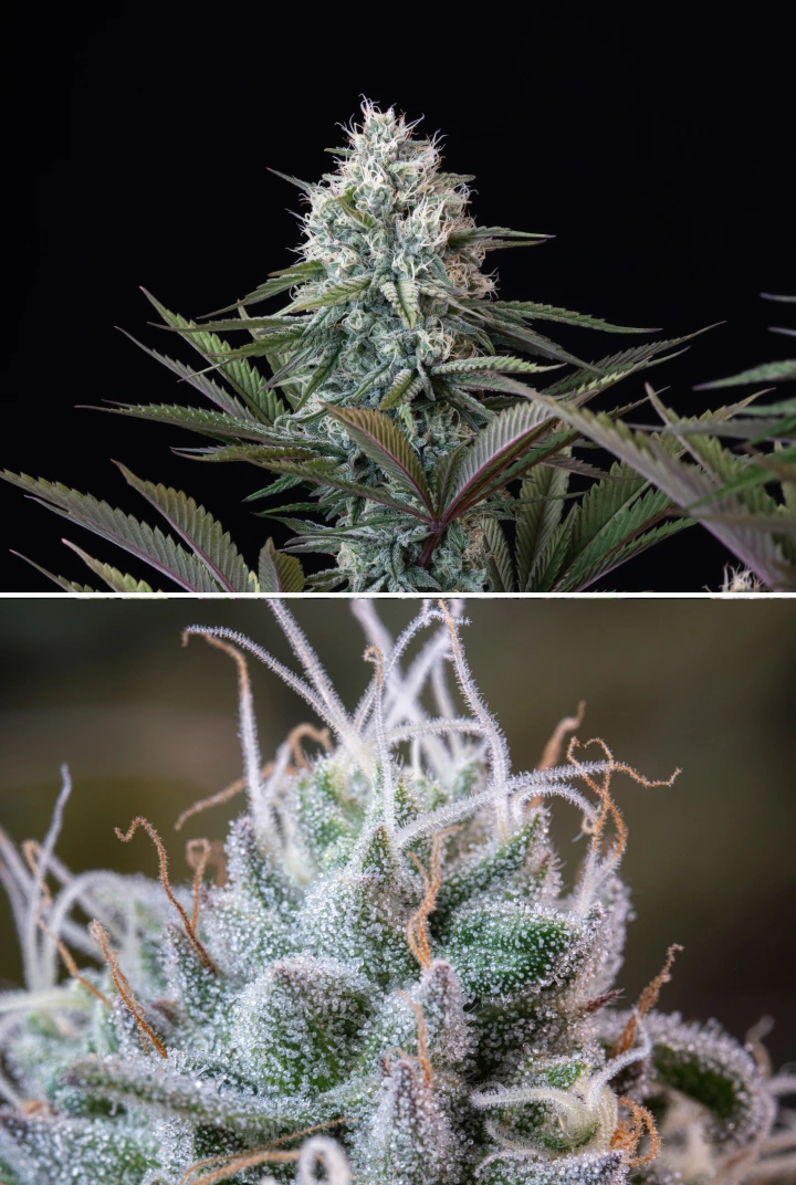 Astro Lemonade F1 topstructuur: frostige trichomen Astro Lemonade F1 cannabistop met dichte harsrijke bloemen, frostige trichomen, witte stampers en paarsgroen blad tegen een donkere achtergrond.