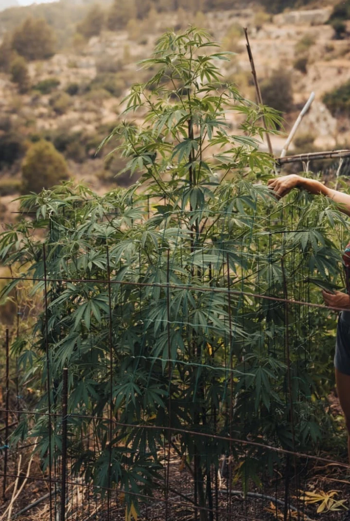 Astro Lemonade F1 eindhoogte: hoge buitengroei Astro Lemonade F1 cannabisplant met grote eindhoogte, sterke vertakking, groen blad en krachtige buitengroei.